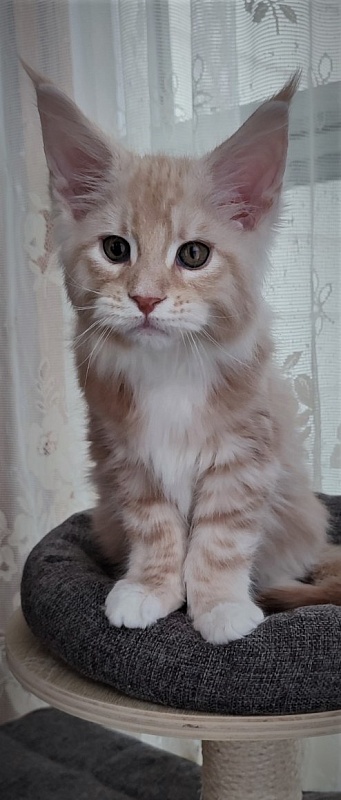 Fastiv  Monterini - Kitten maine-coon 2 months 1.5 week