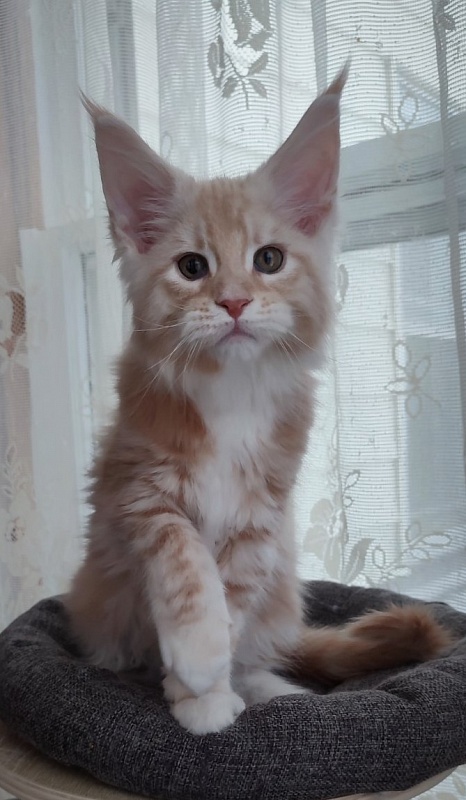 Fastiv  Monterini - Kitten maine-coon 2 months 1.5 week