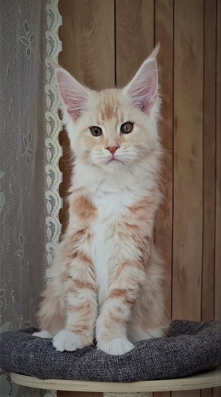 Fastiv  Monterini - Kitten maine-coon 2 months 3.5 weeks