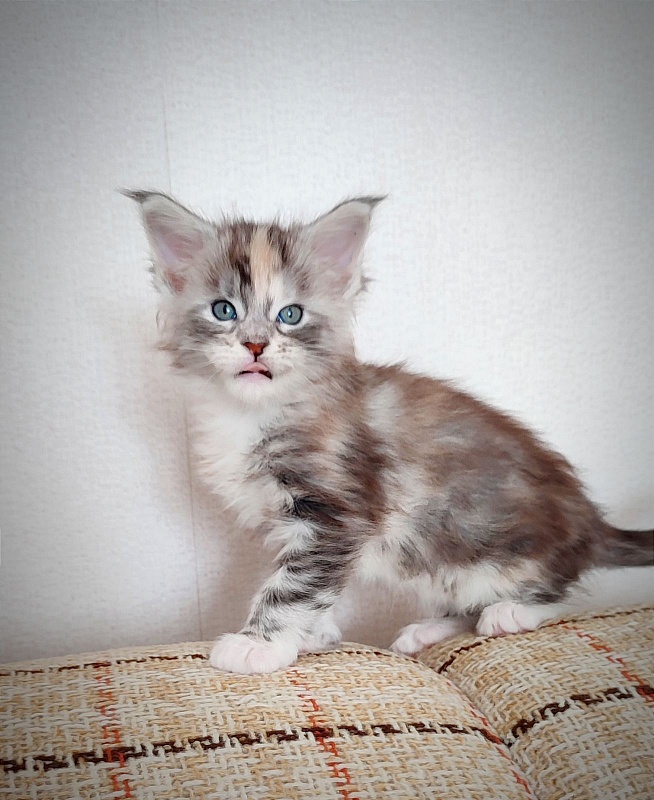 Fairytale  Monterini - Kitten maine-coon 4 weeks