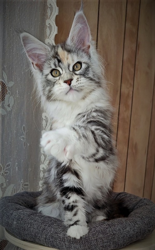 Fairytale  Monterini - Kitten maine-coon 2 months 3.5 weeks