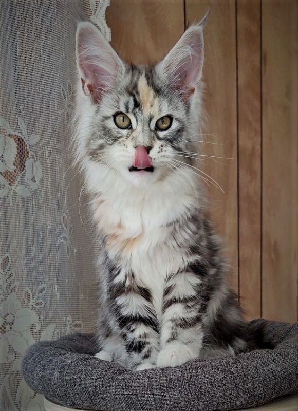 Fairytale  Monterini - Kitten maine-coon 2 months 3.5 weeks