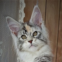 Fairytale  Monterini