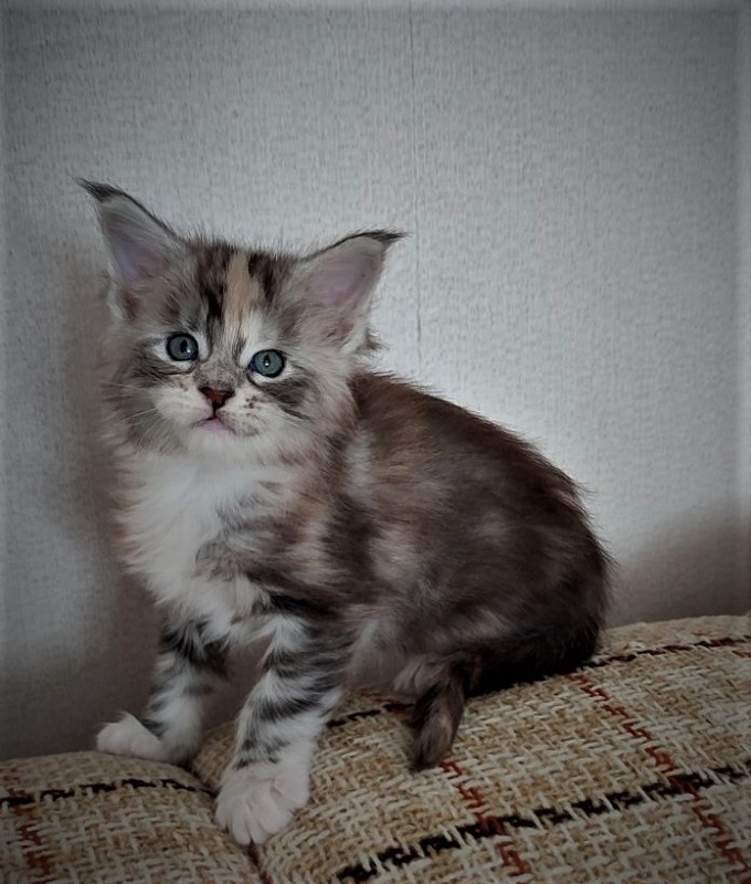 Fairytale  Monterini - Kitten maine-coon 4 weeks