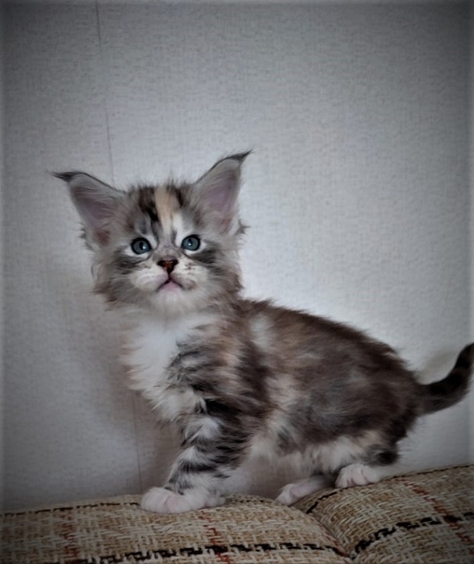 Fairytale  Monterini - Kitten maine-coon 4 weeks