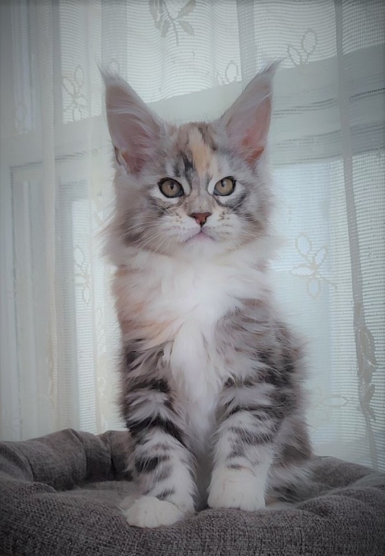 Fairytale  Monterini - Kitten maine-coon 2 months 1.5 week