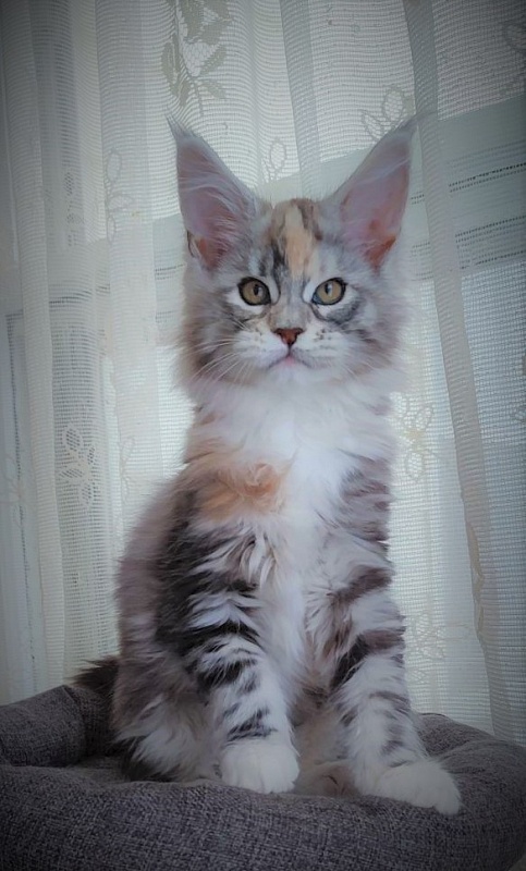 Fairytale  Monterini - Kitten maine-coon 2 months 1.5 week
