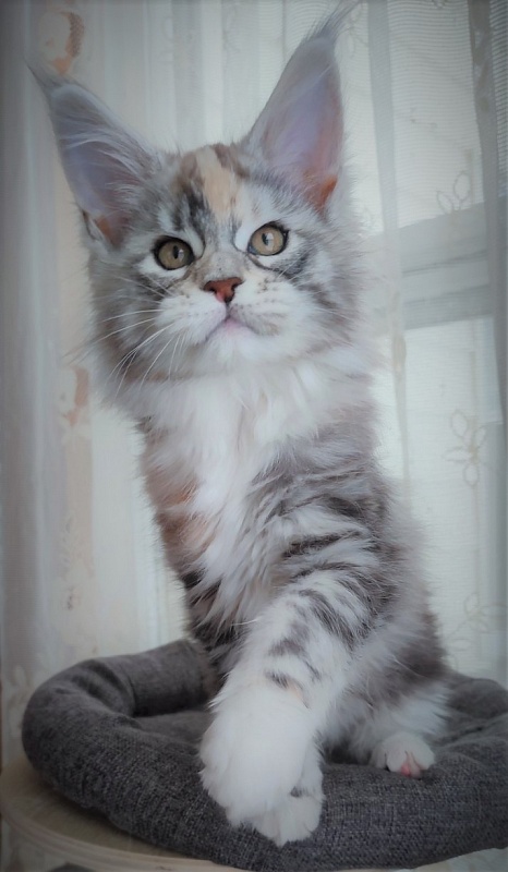 Fairytale  Monterini - Kitten maine-coon 2 months 1.5 week