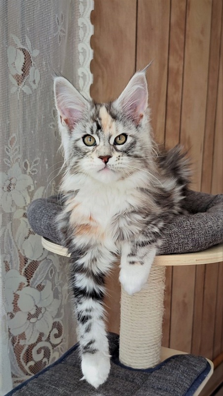 Fairytale  Monterini - Kitten maine-coon 2 months 3.5 weeks
