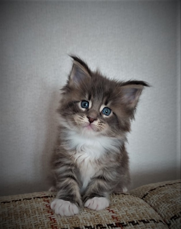Foucault  Monterini - Kitten maine-coon 4 weeks