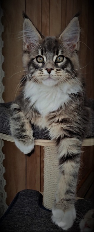 Foucault  Monterini - Kitten maine-coon 2 months 3.5 weeks