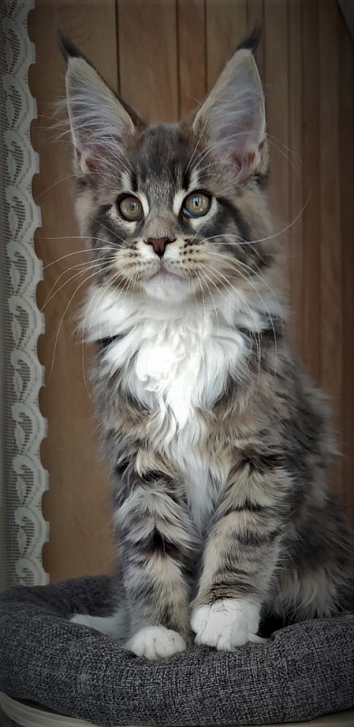 Foucault  Monterini - Kitten maine-coon 2 months 3.5 weeks