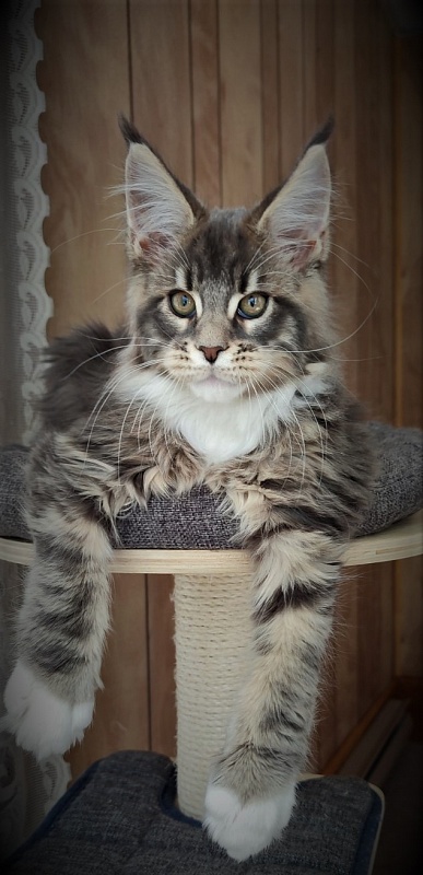 Foucault  Monterini - Kitten maine-coon 2 months 3.5 weeks