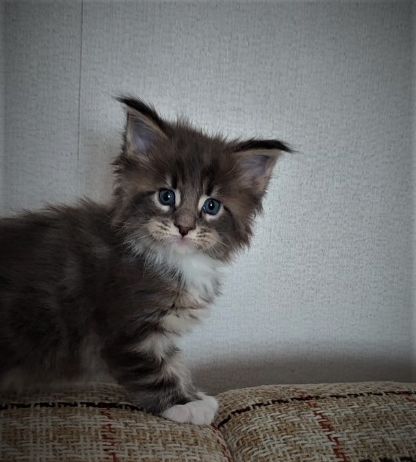 Foucault  Monterini - Kitten maine-coon 4 weeks
