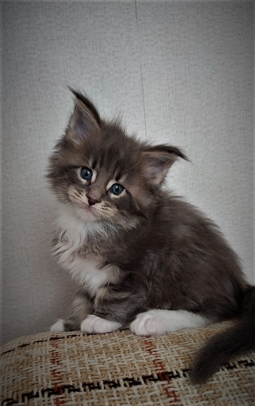 Foucault  Monterini - Kitten maine-coon 4 weeks