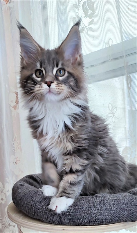 Foucault  Monterini - Kitten maine-coon 2 months 1.5 week