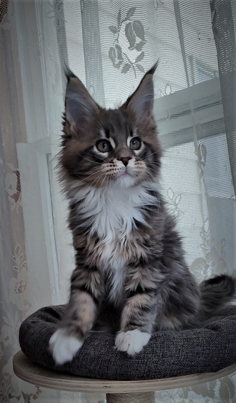 Foucault  Monterini - Kitten maine-coon 2 months 1.5 week