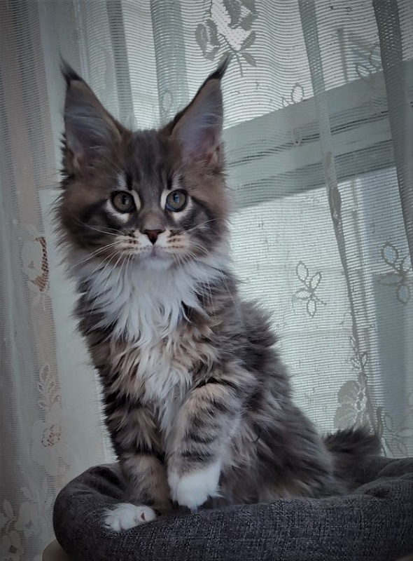 Foucault  Monterini - Kitten maine-coon 2 months 1.5 week