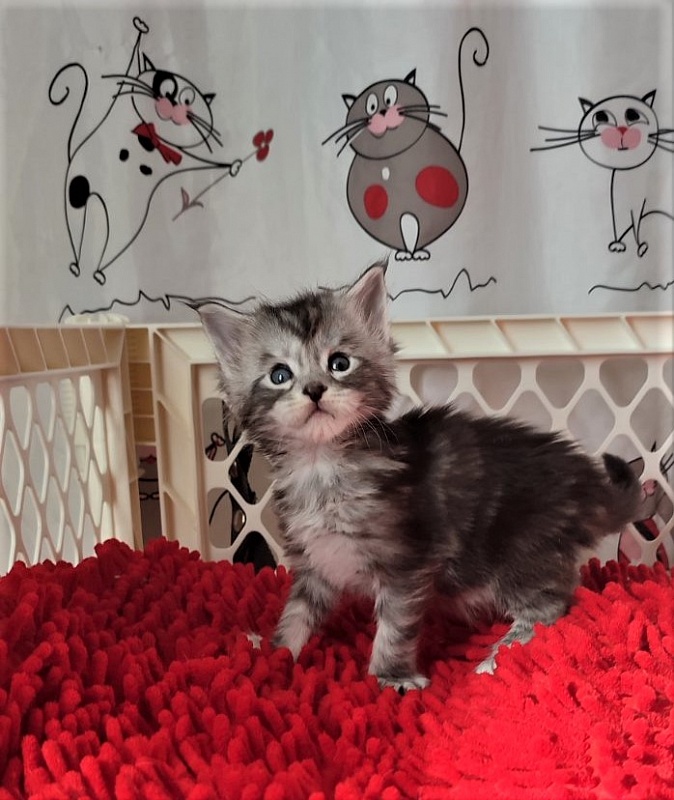 Halifax Monterini - Kitten maine-coon 3.5 weeks