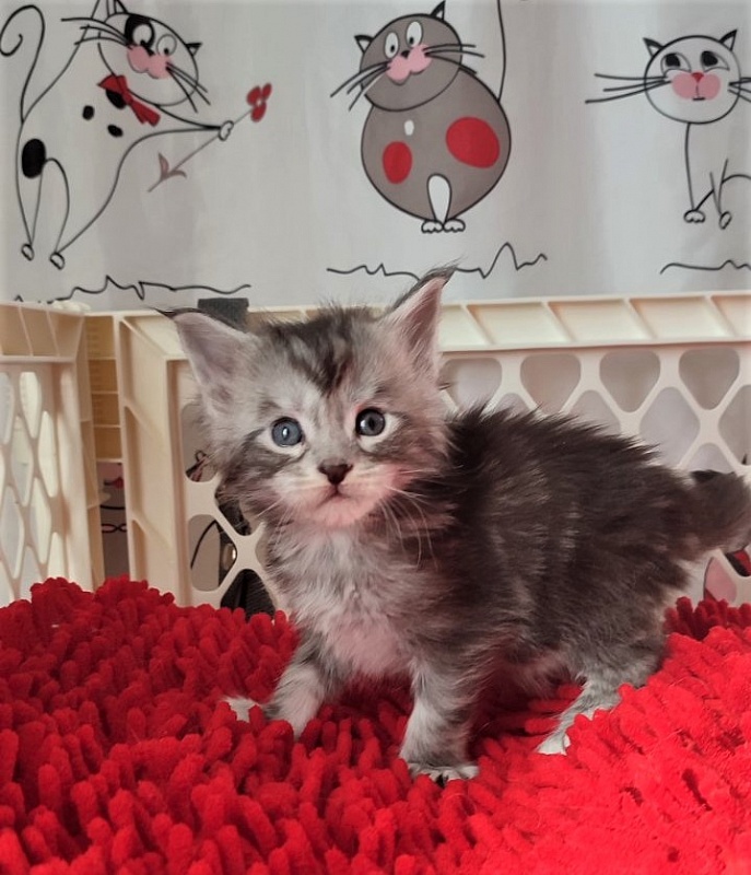 Halifax Monterini - Kitten maine-coon 3.5 weeks