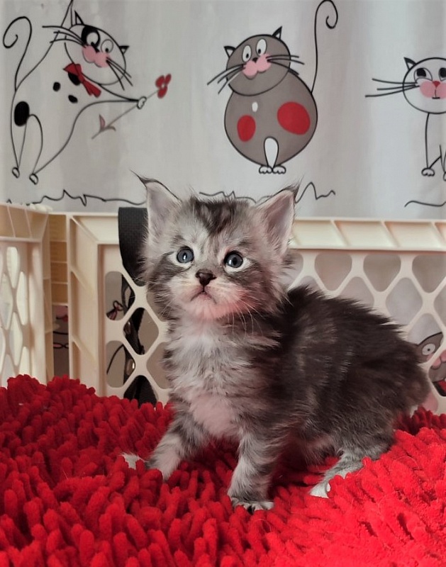 Halifax Monterini - Kitten maine-coon 3.5 weeks