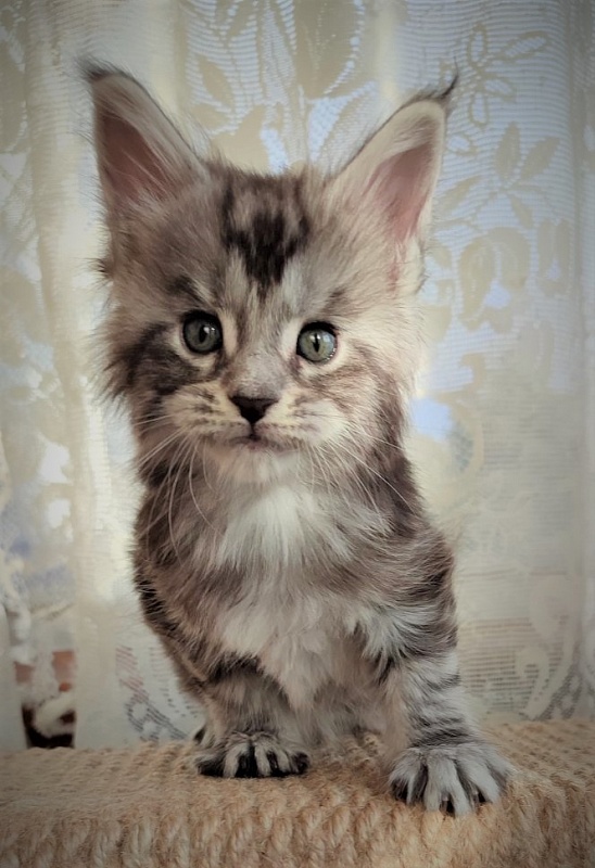 Halifax Monterini - Kitten maine-coon 1 month 0.5 weeks
