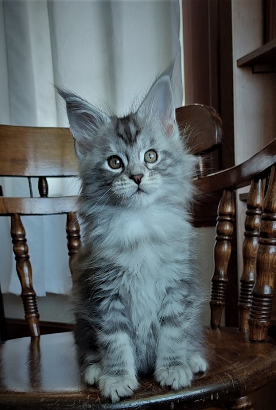 Halifax Monterini - Kitten maine-coon 2 months