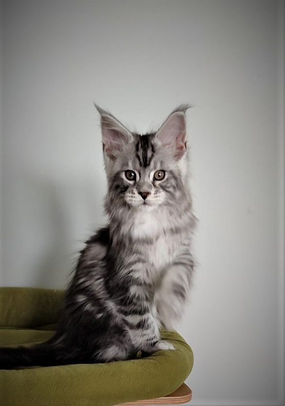Halifax Monterini - Kitten maine-coon 2.5 months