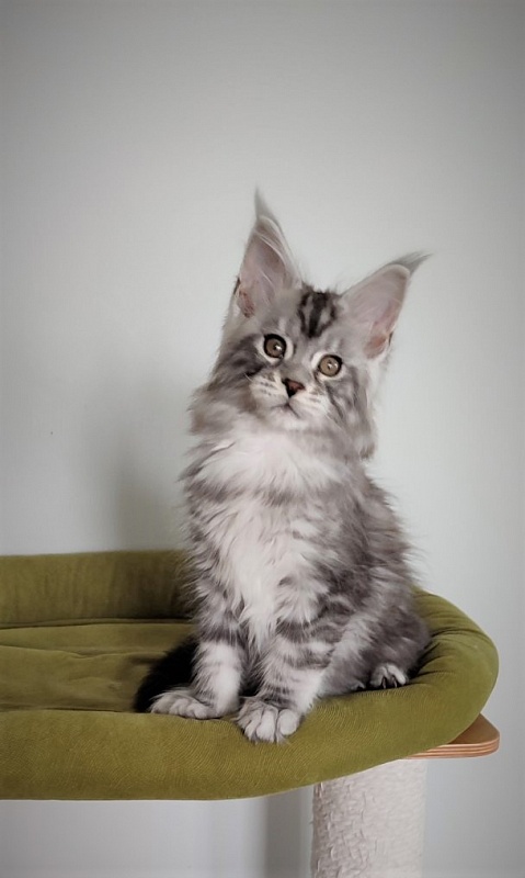 Halifax Monterini - Kitten maine-coon 2.5 months