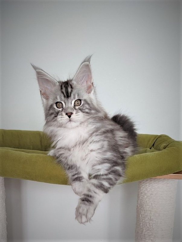 Halifax Monterini - Kitten maine-coon 2.5 months