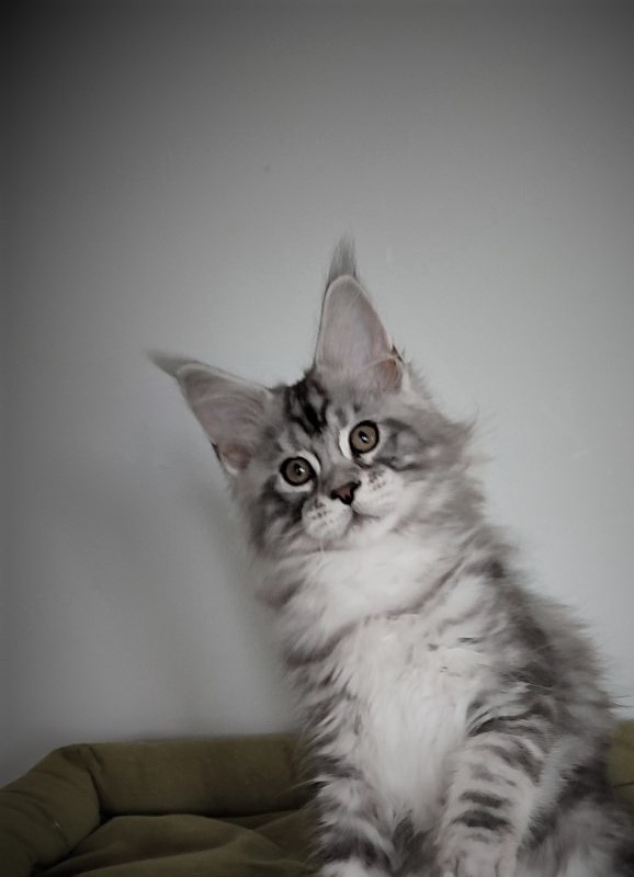Halifax Monterini - Kitten maine-coon 3 months 1.5 week