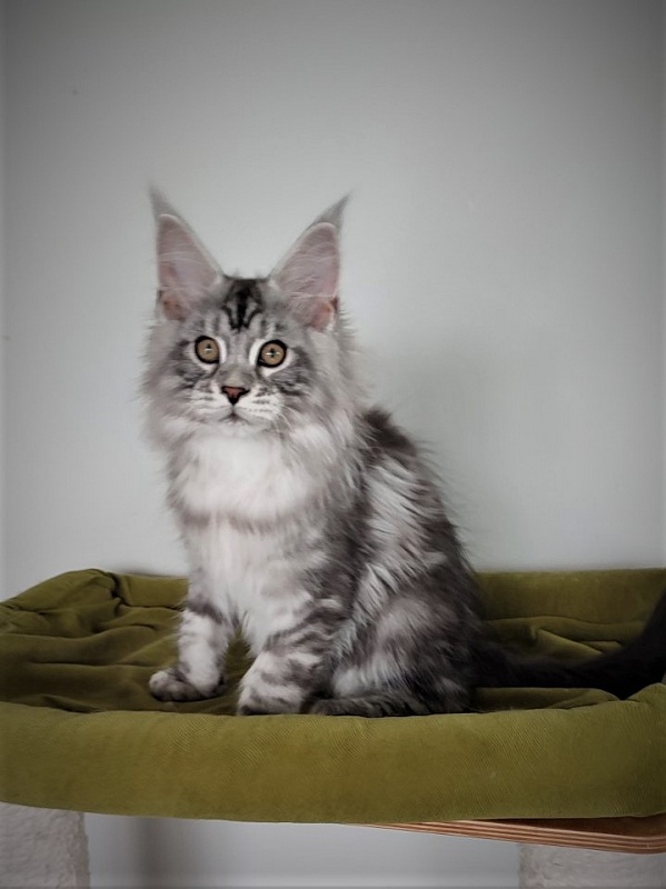 Halifax Monterini - Kitten maine-coon 3 months 1.5 week