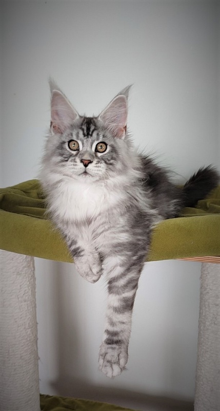 Halifax Monterini - Kitten maine-coon 3 months 1.5 week