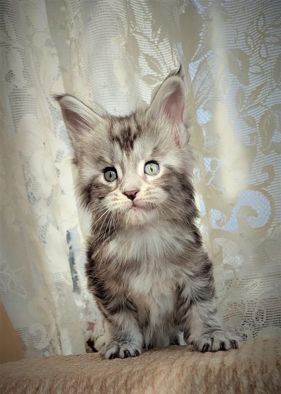 Halifax Monterini - Kitten maine-coon 1 month 0.5 weeks