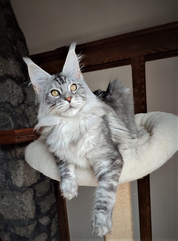 Halifax Monterini - Kitten maine-coon 5 months 1.5 week