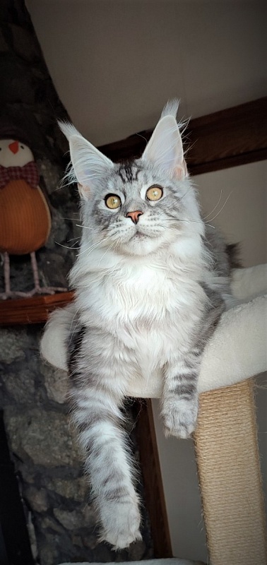 Halifax Monterini - Kitten maine-coon 5 months 1.5 week