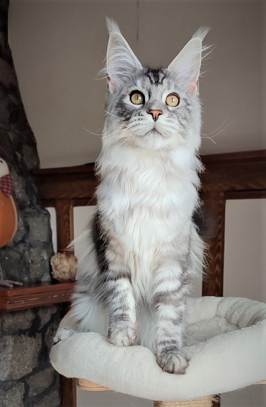 Halifax Monterini - Kitten maine-coon 5 months 1.5 week