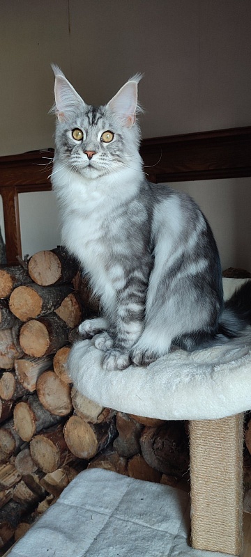 Halifax Monterini - Kitten maine-coon 6 months