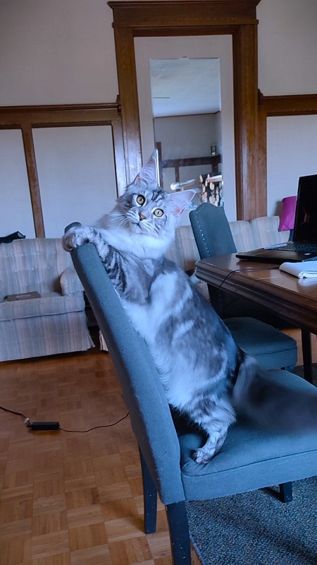 Halifax Monterini - Kitten maine-coon 6 months