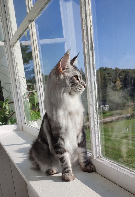 Halifax Monterini - Kitten maine-coon 6 months