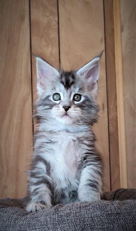 Halifax Monterini - Kitten maine-coon 1 month 2 weeks