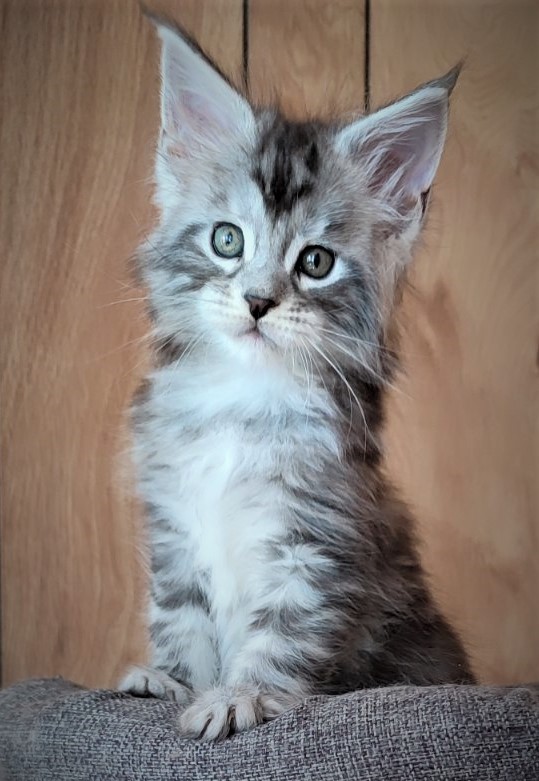 Halifax Monterini - Kitten maine-coon 1 month 2 weeks