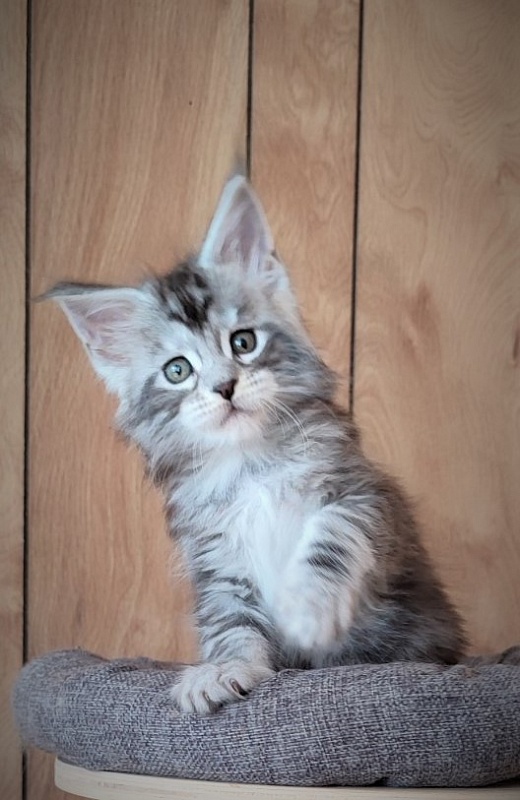Halifax Monterini - Kitten maine-coon 1 month 2 weeks