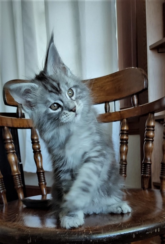 Halifax Monterini - Kitten maine-coon 2 months