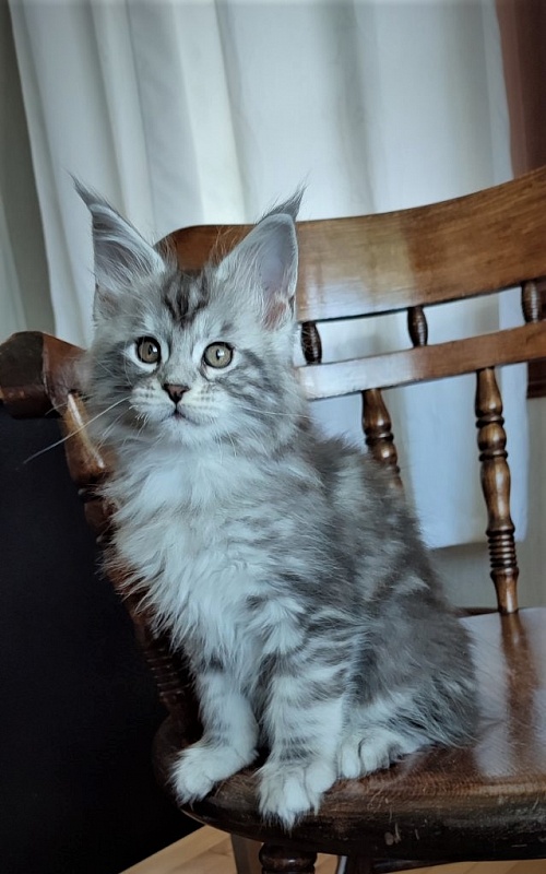 Halifax Monterini - Kitten maine-coon 2 months