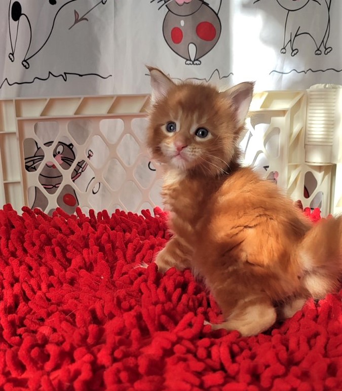 H'Cheetos  Monterini - Kitten maine-coon 3.5 weeks
