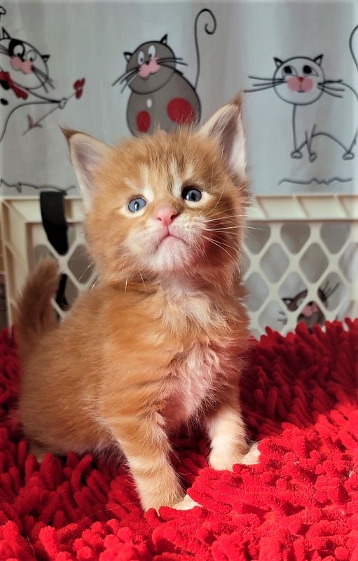 H'Cheetos  Monterini - Kitten maine-coon 3.5 weeks