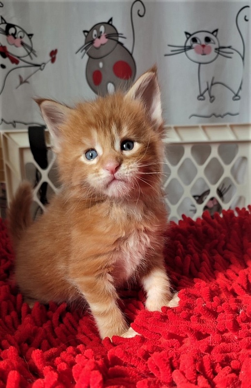 H'Cheetos  Monterini - Kitten maine-coon 3.5 weeks