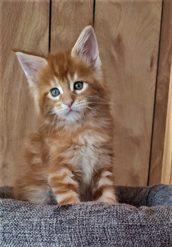 H'Cheetos  Monterini - Kitten maine-coon 1 month 2 weeks