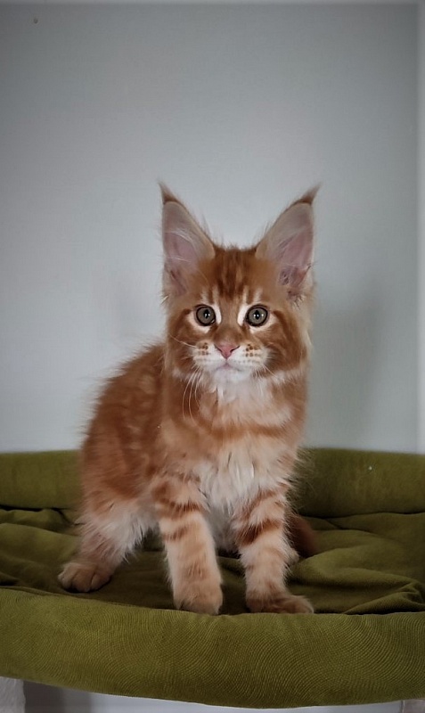 H'Cheetos  Monterini - Kitten maine-coon 2.5 months